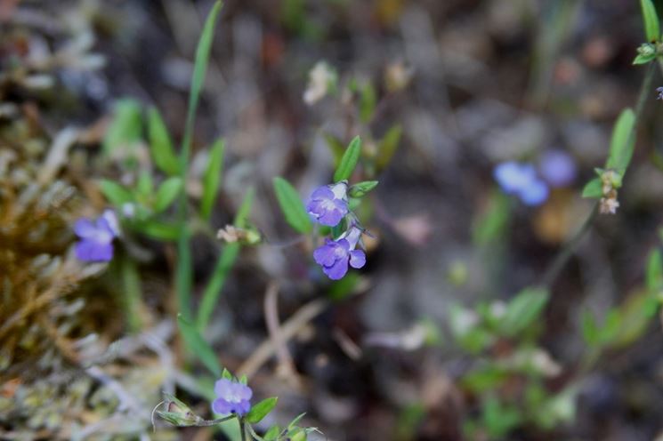 collinsia