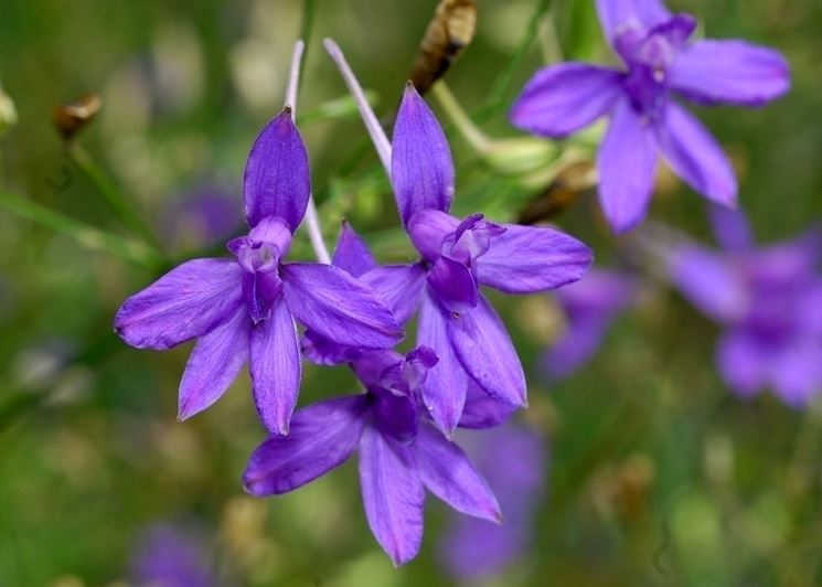 Delphinium