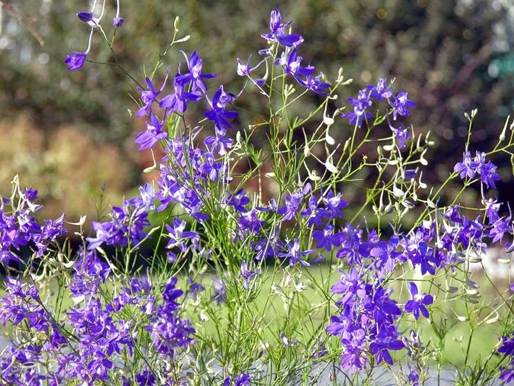 Delphinium