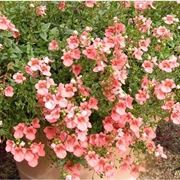 Diascia