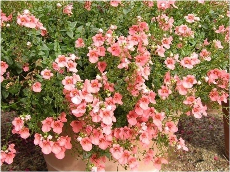 Diascia