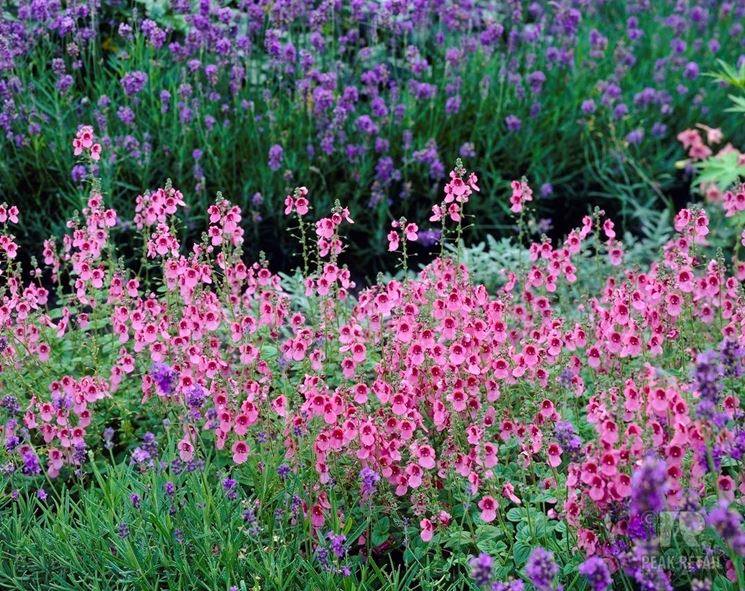 Diascia