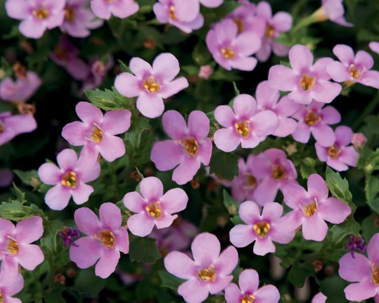 diascia