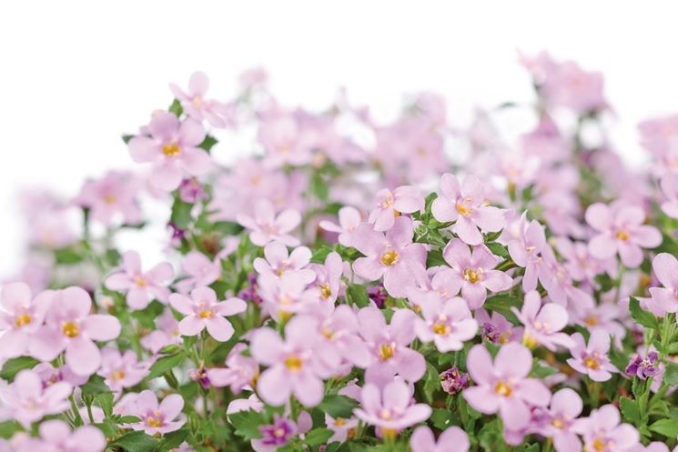 diascia