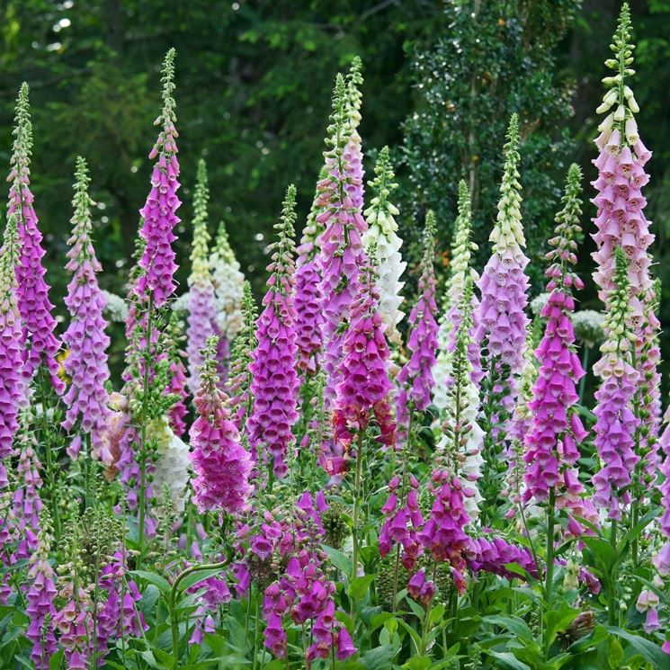 digitalis purpurea