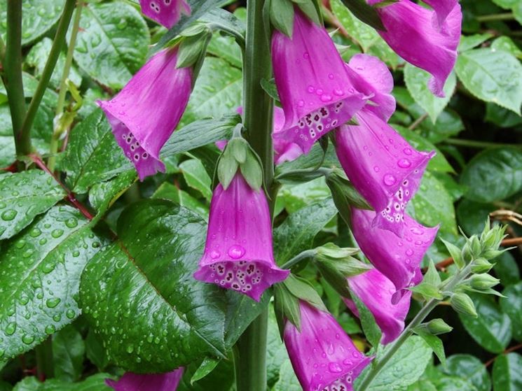 digitalis purpurea