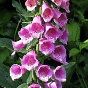 digitalis purpurea