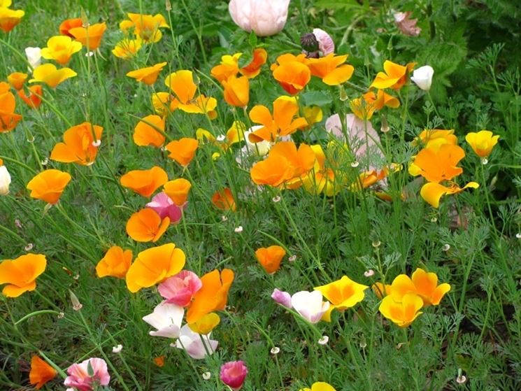 Papavero della California, Escolzia - Eschscholzia californica ...