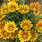 Gazania