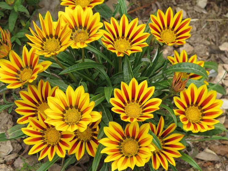 Gazania