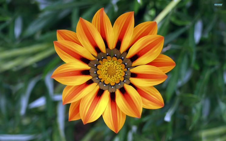 Gazania