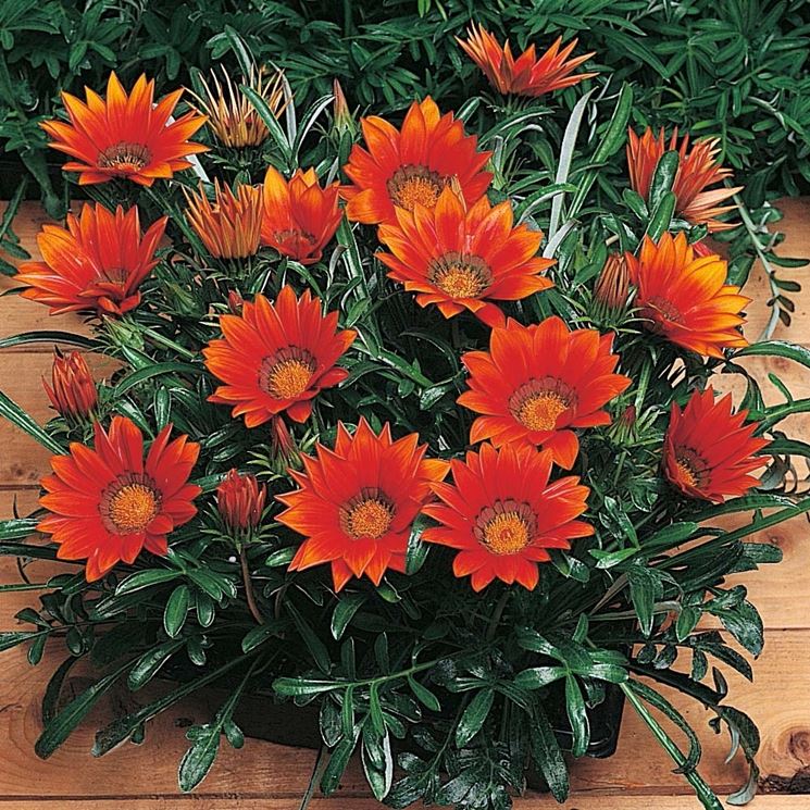 gazania