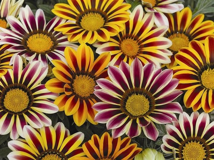 gazania