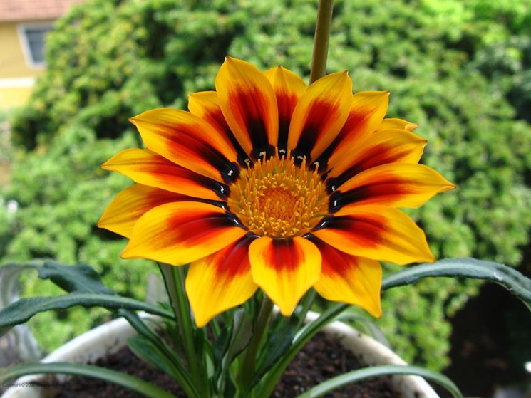 gazania rigens