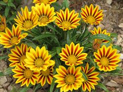 Gazania