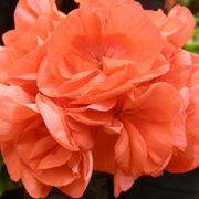 pelargonium orange