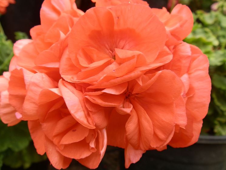 pelargonium orange