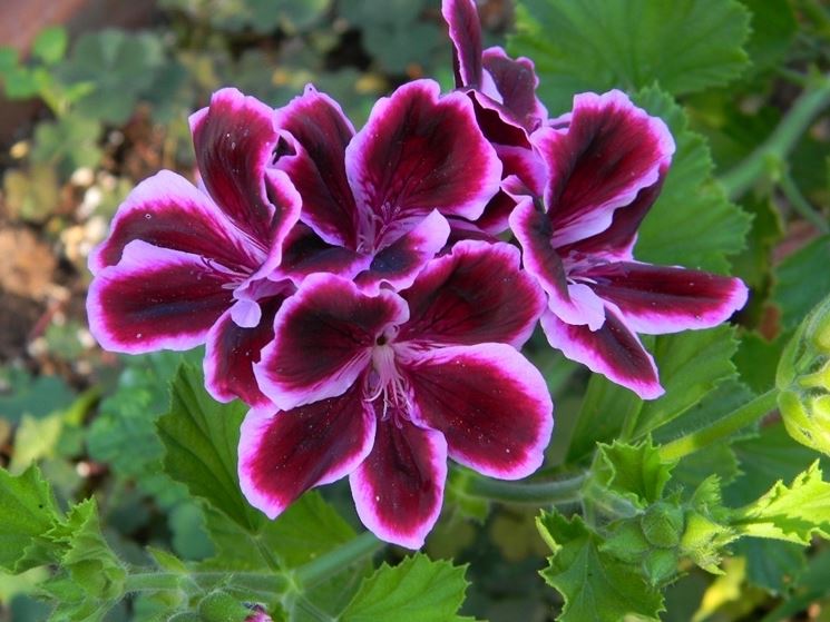 pelargonium grandiflorum