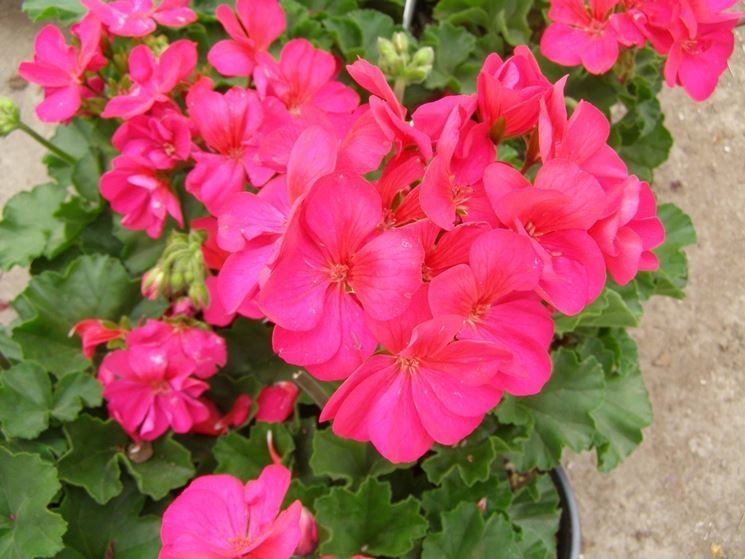 pelargonium lord bute