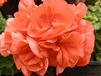 pelargonium orange