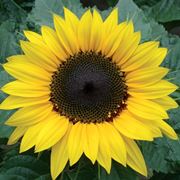 Girasole