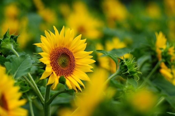 helianthus annus