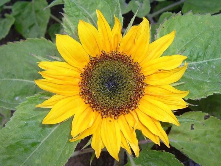 girasole