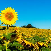 girasole pianta