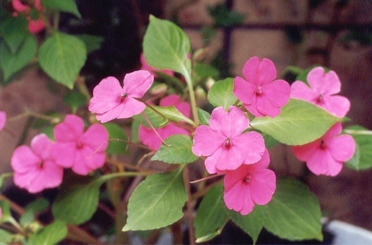 Impatiens sultanii