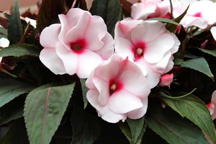 Impatiens