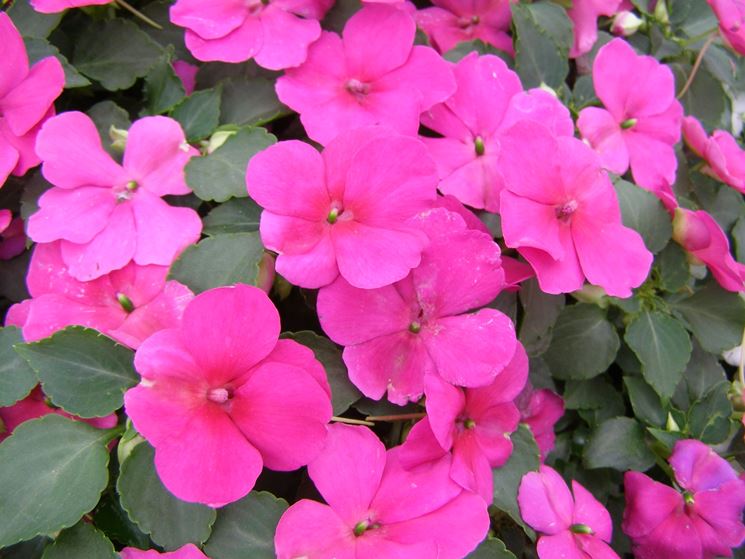 Impatiens