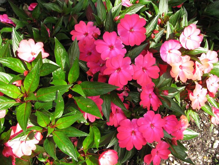 Impatiens o fiori di vetro: una delle più esplosive fioriture dell'estate