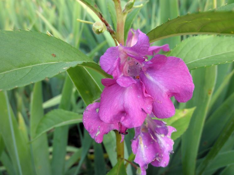 Impatiens balsamina