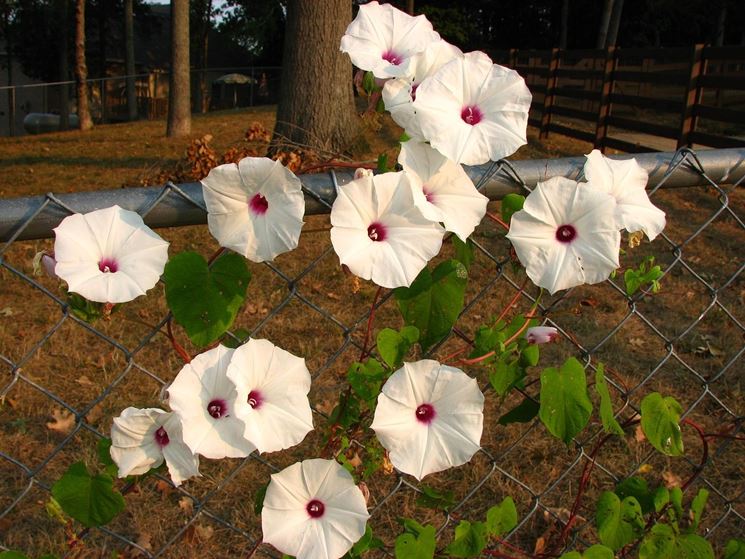 ipomoea