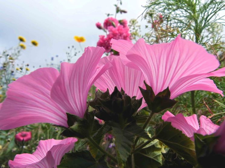 lavatera trimestris