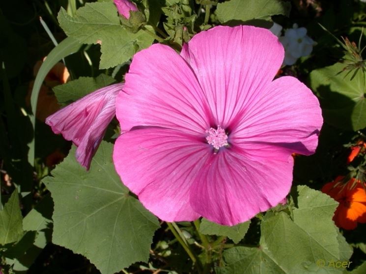 malva regina