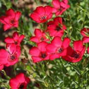 Linum grandiflorum