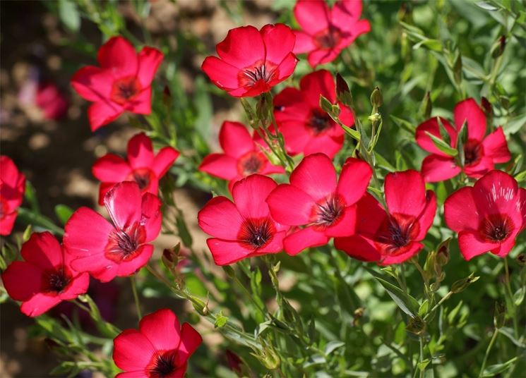 Linum grandiflorum