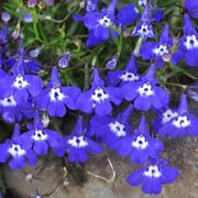 Lobelia