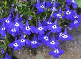 Lobelia  -  Lobelia erinus 