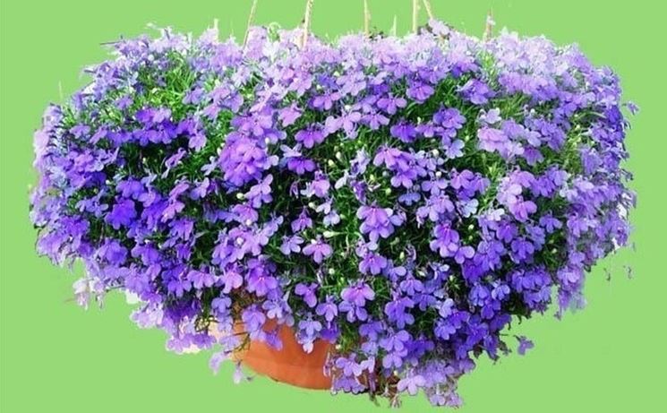 lobelia erinus