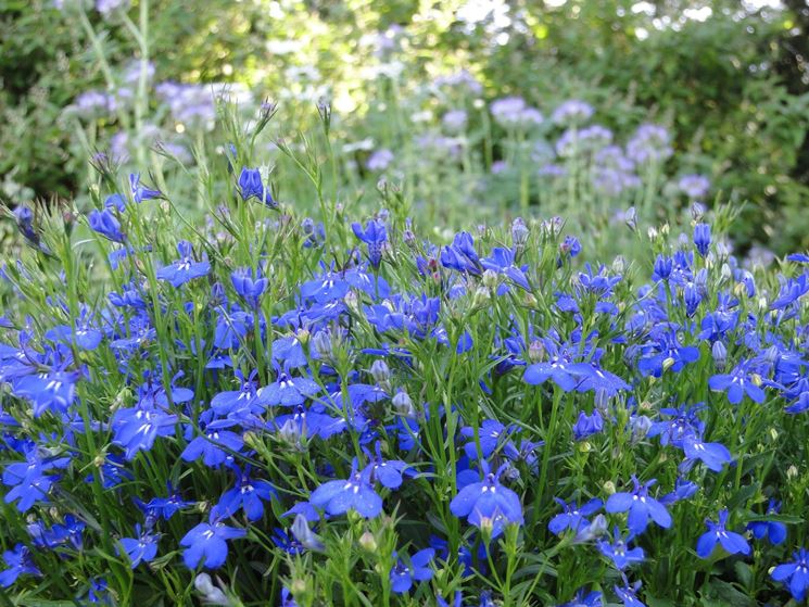 semina lobelia