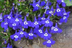 Lobelia