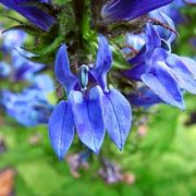 lobelia pendula