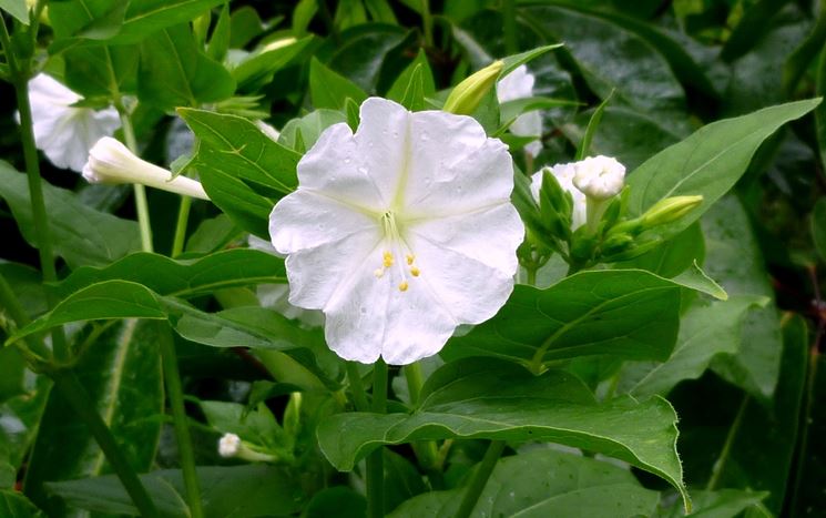 mirabilis jalapa