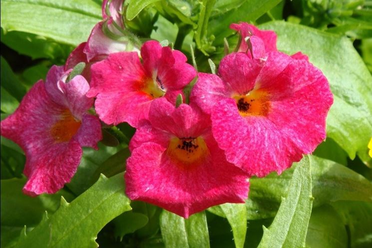 nemesia strumosa