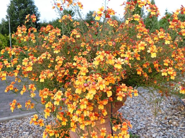 nemesia strumosa