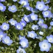 Nemophila