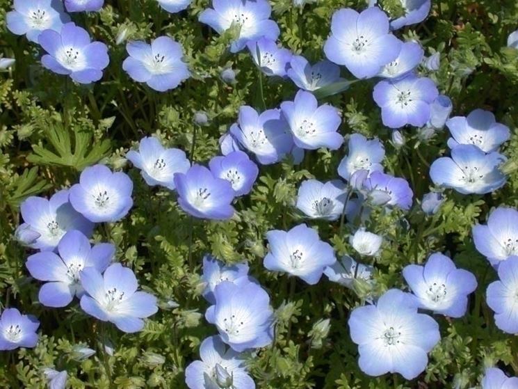 Nemophila