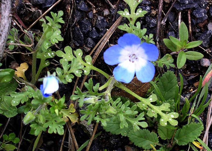 Nemophila